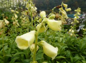 Náprstník velkokvětý - Digitalis ambigua (grandiflora)