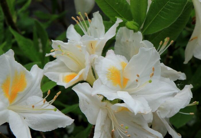 Azalka 'Persil' - Azalea (KH) 'Persil'