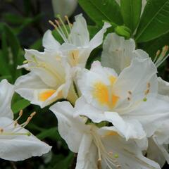 Azalka 'Persil' - Azalea (KH) 'Persil'