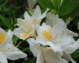 Azalka 'Persil'