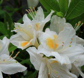 Azalka 'Persil' - Azalea (KH) 'Persil'