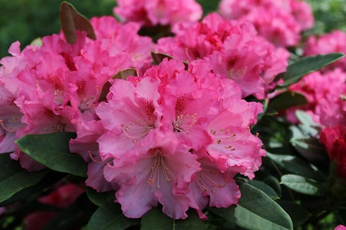 Pěnišník 'Excelsior' - Rhododendron (Y) 'Excelsior'