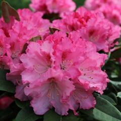 Pěnišník 'Excelsior' - Rhododendron (Y) 'Excelsior'