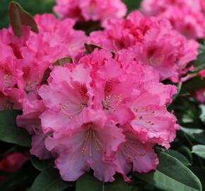 Pěnišník 'Excelsior' - Rhododendron (Y) 'Excelsior'