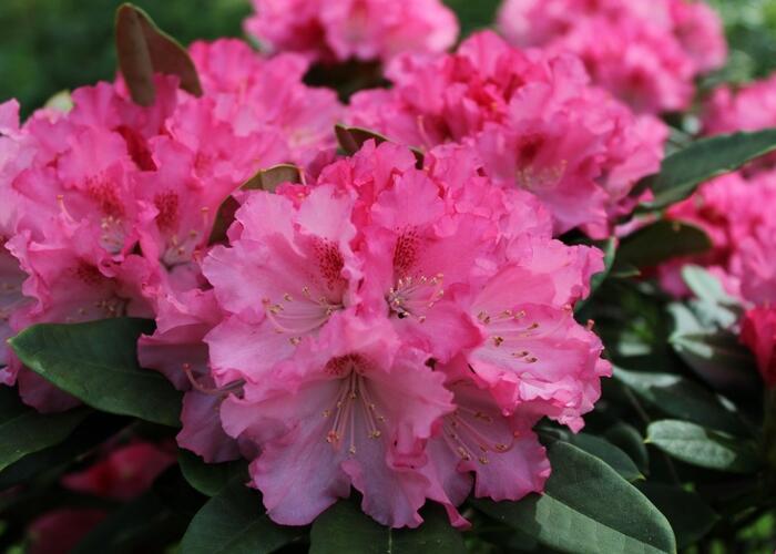 Pěnišník 'Excelsior' - Rhododendron (Y) 'Excelsior'