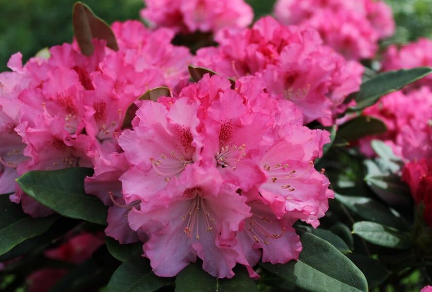 Pěnišník 'Excelsior' - Rhododendron (Y) 'Excelsior'