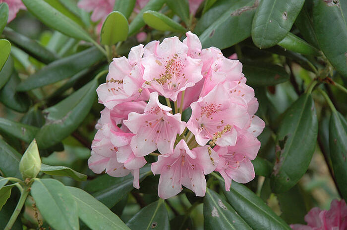 Pěnišník 'Helsinki University' - Rhododendron 'Helsinky University'