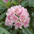 Pěnišník 'Helsinki University' - Rhododendron 'Helsinky University'