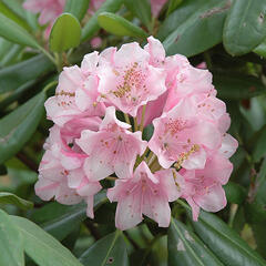 Pěnišník 'Helsinki University' - Rhododendron 'Helsinky University'