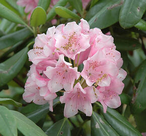 Pěnišník 'Helsinki University' - Rhododendron 'Helsinky University'