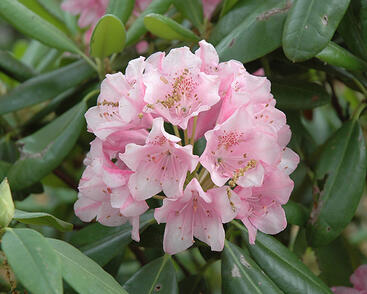 Pěnišník 'Helsinki University'