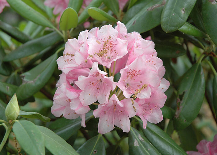 Pěnišník 'Helsinki University' - Rhododendron 'Helsinky University'