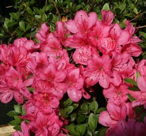 Azalka japonská 'Anne Frank' - Azalea japonica 'Anne Frank'