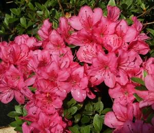 Azalka japonská 'Anne Frank' - Azalea japonica 'Anne Frank'