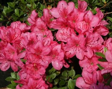 Azalka japonská 'Anne Frank'