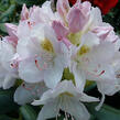 Pěnišník 'Catawbiense Album' - Rhododendron (T) 'Catawbiense Album'
