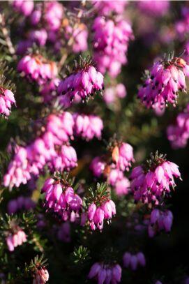 Vřesovec darlejský 'Rubina' - Erica darleyensis 'Rubina'