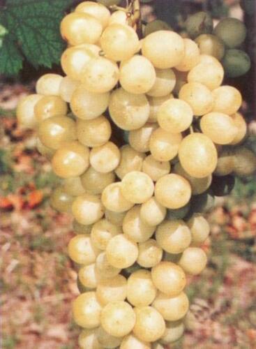 Réva vinná 'Diamant' - Vitis vinifera 'Diamant'