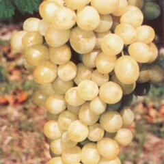 Réva vinná 'Diamant' - Vitis vinifera 'Diamant'