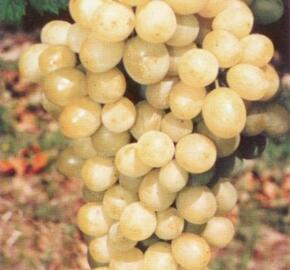 Réva vinná 'Diamant' - Vitis vinifera 'Diamant'