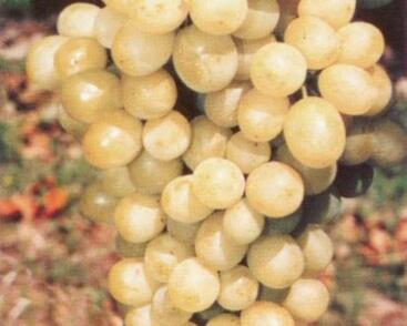 Réva vinná stolní 'Diamant'