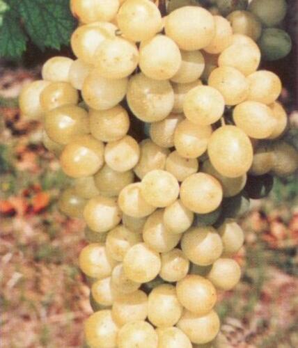 Réva vinná 'Diamant' - Vitis vinifera 'Diamant'