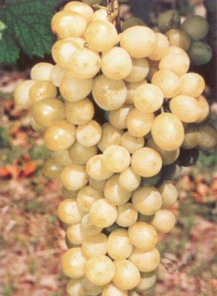 Réva vinná stolní 'Diamant' - Vitis vinifera 'Diamant'