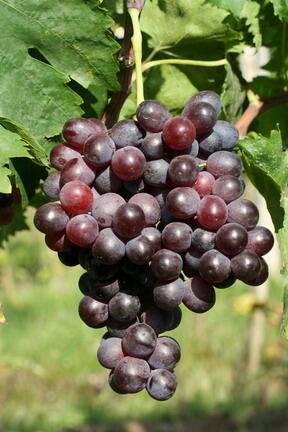 Réva vinná stolní bezsemenná 'Kišmiš Moldavský' - Vitis vinifera 'Kišmiš Moldavský'