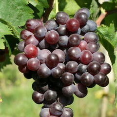 Réva vinná 'Kišmiš Moldavský' - Vitis vinifera 'Kišmiš Moldavský'