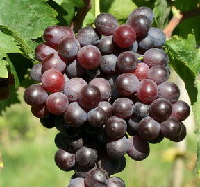 Réva vinná 'Kišmiš Moldavský' - Vitis vinifera 'Kišmiš Moldavský'