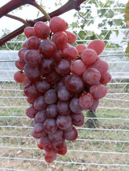 Réva vinná stolní 'NO-8' - Vitis vinifera 'NO-8'