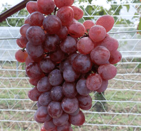 Réva vinná stolní 'NO-8'