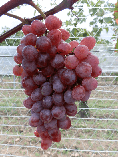 Réva vinná stolní 'NO-8' - Vitis vinifera 'NO-8'