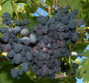 Réva vinná stolní 'Paměť Negrul'