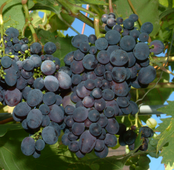 Réva vinná stolní 'Paměť Negrul' - Vitis vinifera 'Paměť Negrul'
