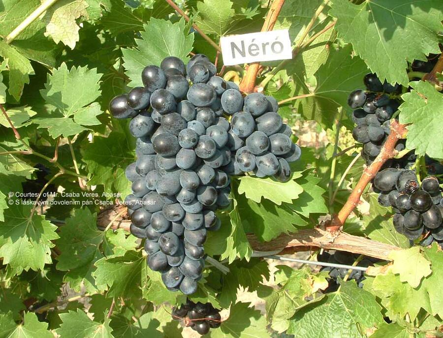 Réva vinná 'Nero' - Vitis vinifera 'Nero'