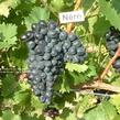 Réva vinná 'Nero' - Vitis vinifera 'Nero'