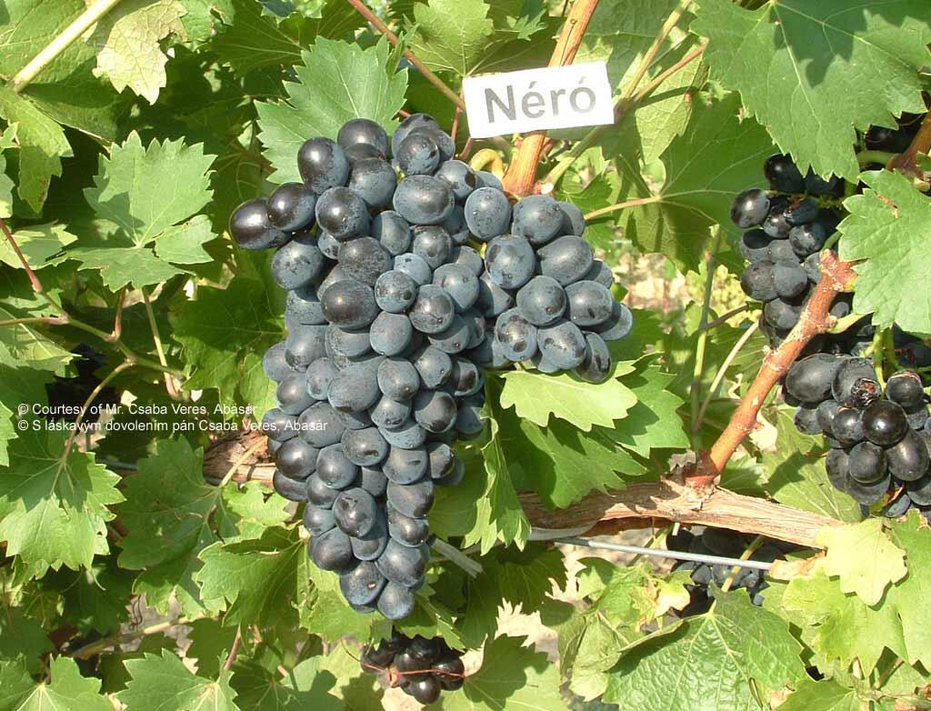 Réva vinná stolní 'Nero' - Vitis vinifera 'Nero'