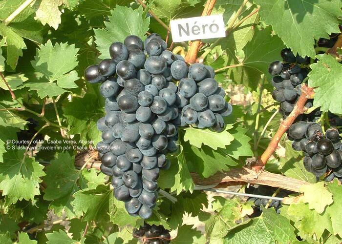 Réva vinná 'Nero' - Vitis vinifera 'Nero'
