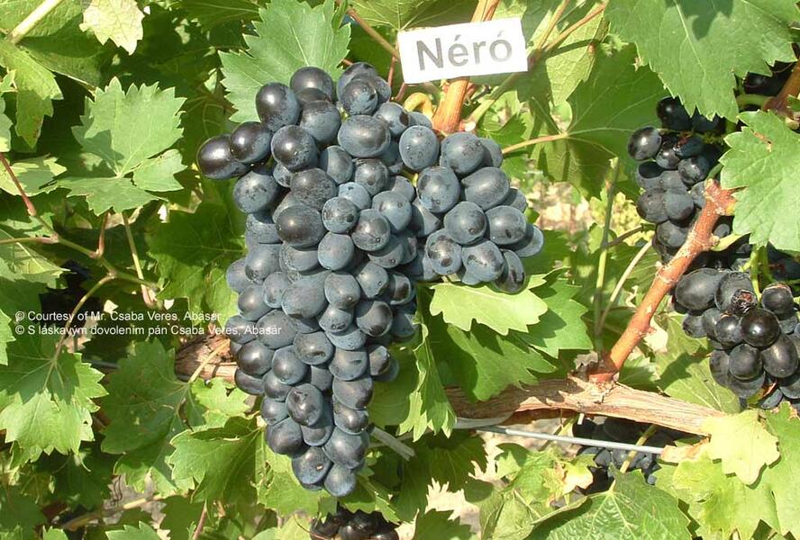 Réva vinná stolní 'Nero' - Vitis vinifera 'Nero'