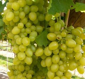 Réva vinná 'Nasťa Arkádie' - Vitis vinifera 'Nasťa Arkádie'