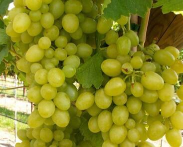 Réva vinná stolní 'Nasťa Arkádie'