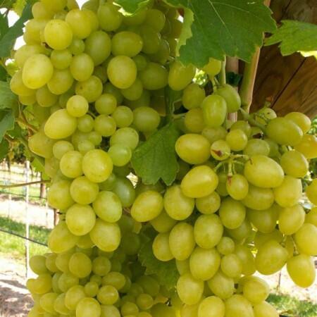 Réva vinná stolní 'Nasťa Arkádie' - Vitis vinifera 'Nasťa Arkádie'