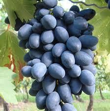 Réva vinná 'Kodrjanka' - Vitis vinifera 'Kodrjanka'