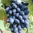 Réva vinná 'Kodrjanka' - Vitis vinifera 'Kodrjanka'