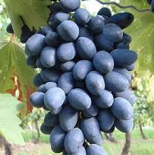 Réva vinná stolní 'Kodrjanka' - Vitis vinifera 'Kodrjanka'