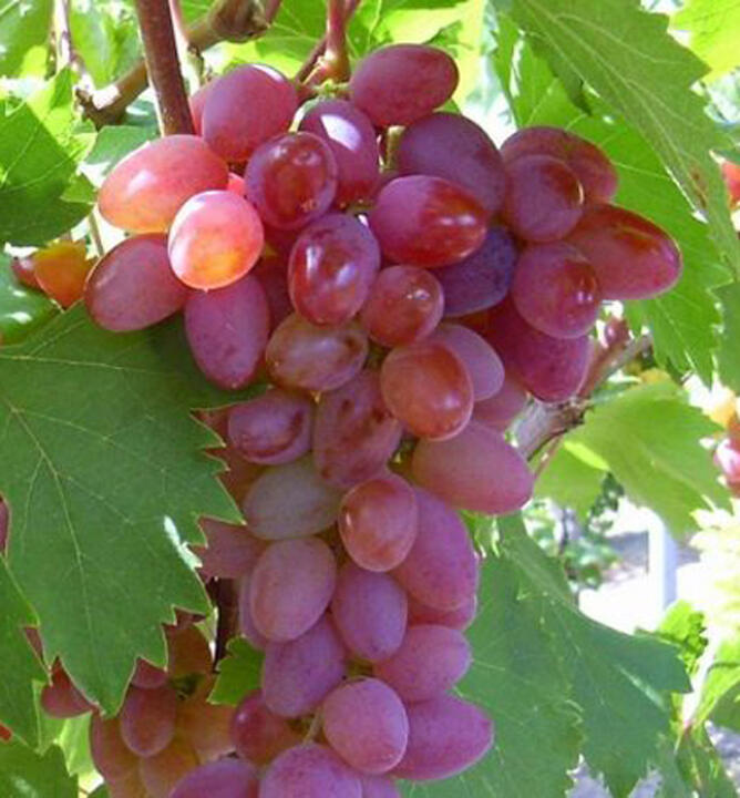 Réva vinná stolní bezsemenná 'Jupiter' - Vitis vinifera 'Jupiter'