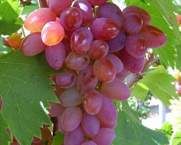 Réva vinná stolní bezsemenná 'Jupiter'