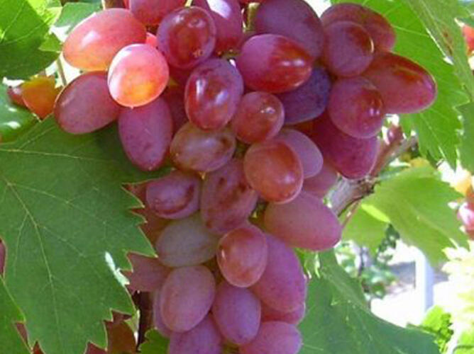 Réva vinná 'Jupiter' - Vitis vinifera 'Jupiter'