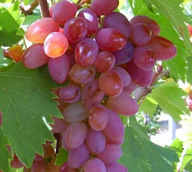 Réva vinná stolní bezsemenná 'Jupiter' - Vitis vinifera 'Jupiter'